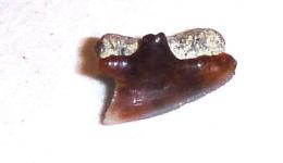 Dogfish Shark Tooth